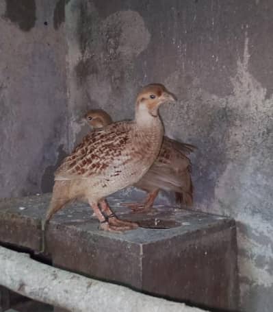 healthy young titar pair
