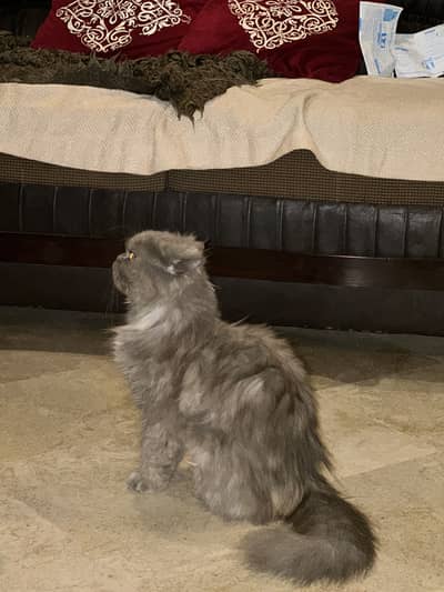 Persian female grey cat for sale