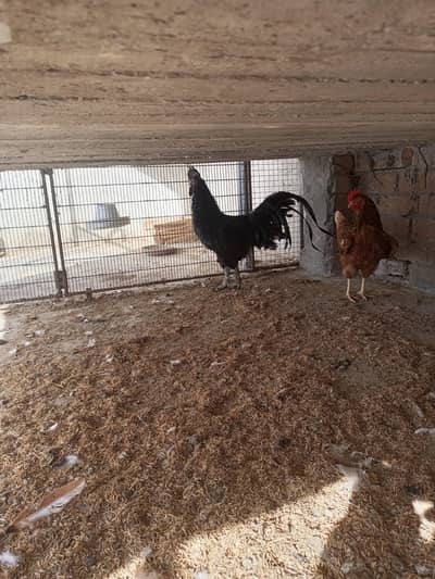 ayam cemani or  aseel  for sale