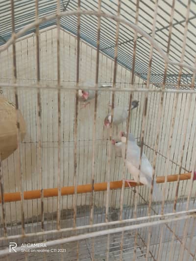 two bredder pair