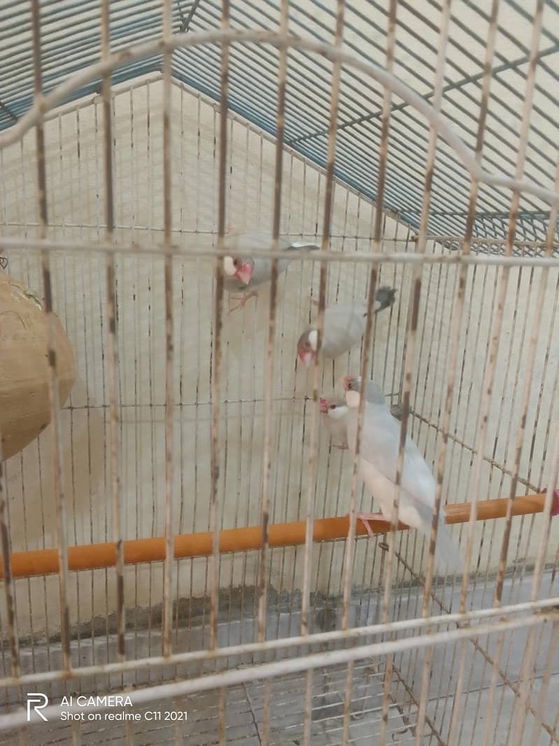 two bredder pair 0