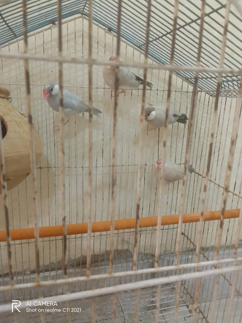 two bredder pair 1