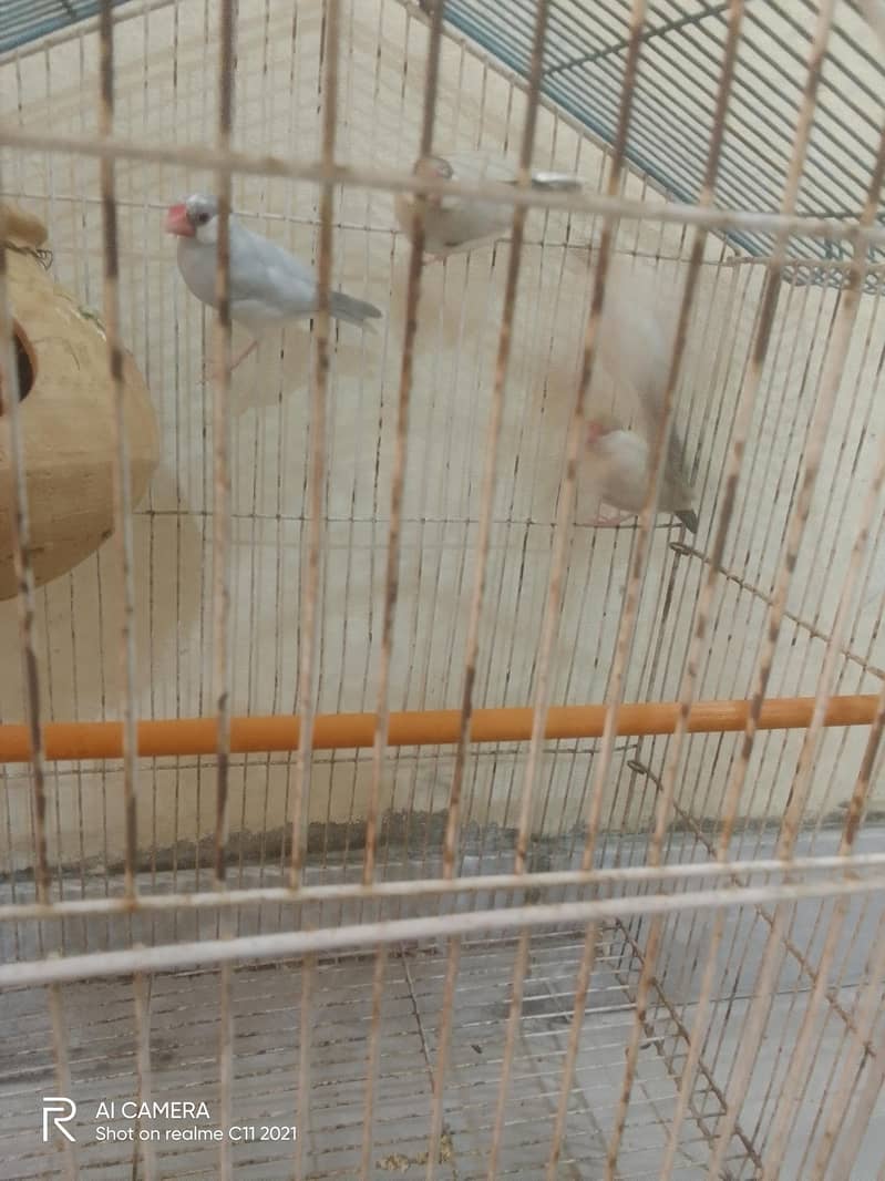 two bredder pair 2