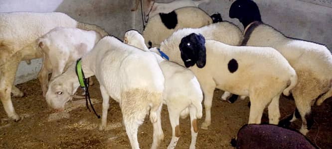 Dumba hi Dumba available hai total 15 dumba hai or bakra bhi hai