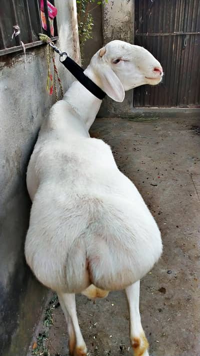 Beautiful Qurbani Fateh jhangi Dumba