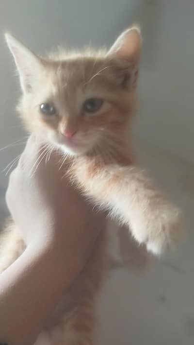 mix Persian