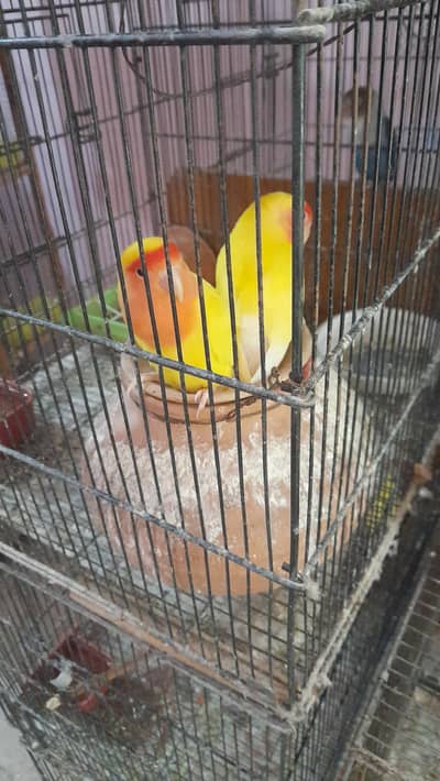 breder pair for sale