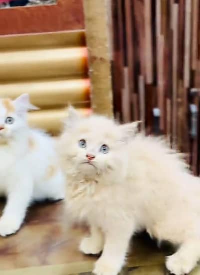 Persian cat triple kot,for sale,my WhatsApp 03493317649