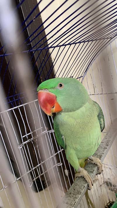 Talking tame raw parrot