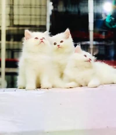 Persian cat triple kot,for sale,my WhatsApp 03493317649