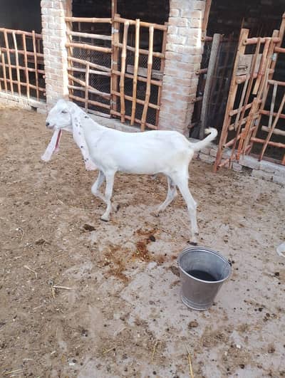 male goat