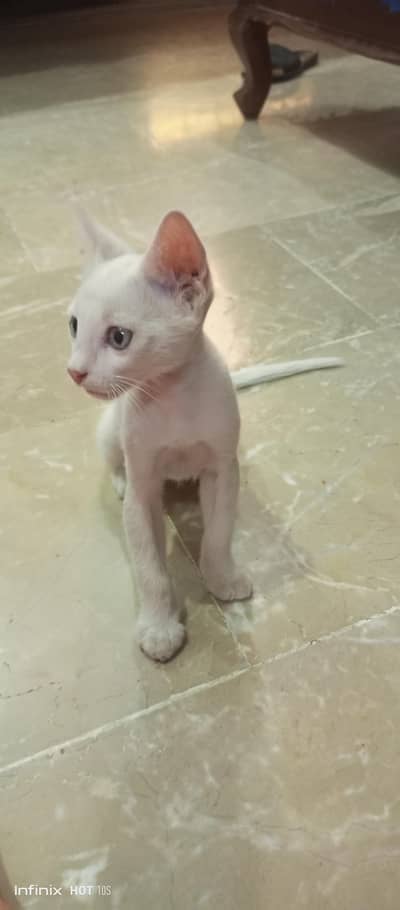 female white Persian kitten