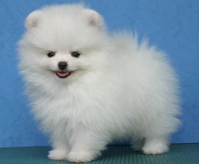 Pomeranian puppies 92@330*540*6115
