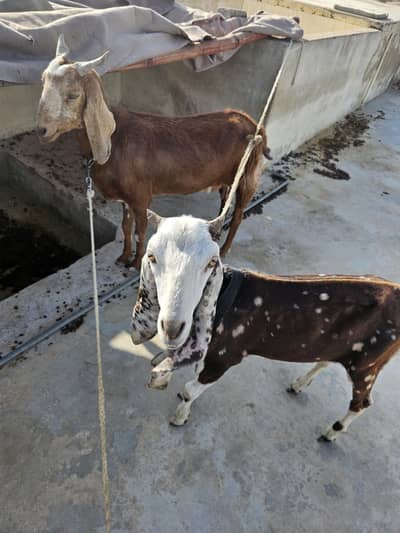 eid mobarik