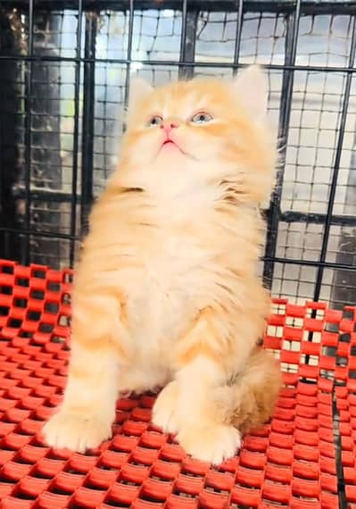 Persian cat triple kot,for sale,my WhatsApp 03493317649
