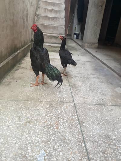 Mushka  pair for sale