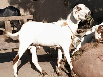 qurbani ka Bakra 4ga khassi Hy  for sale