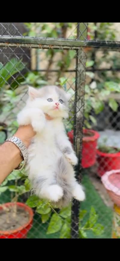 Punch face kittens