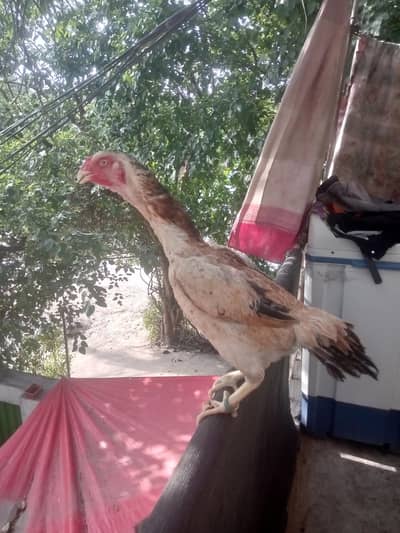 German Aseel O Shamo Madi Heat Pa Ai Hui Ha