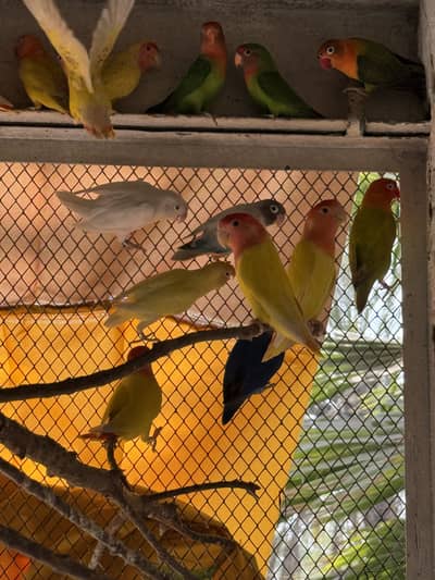 Love birds breeder pairs