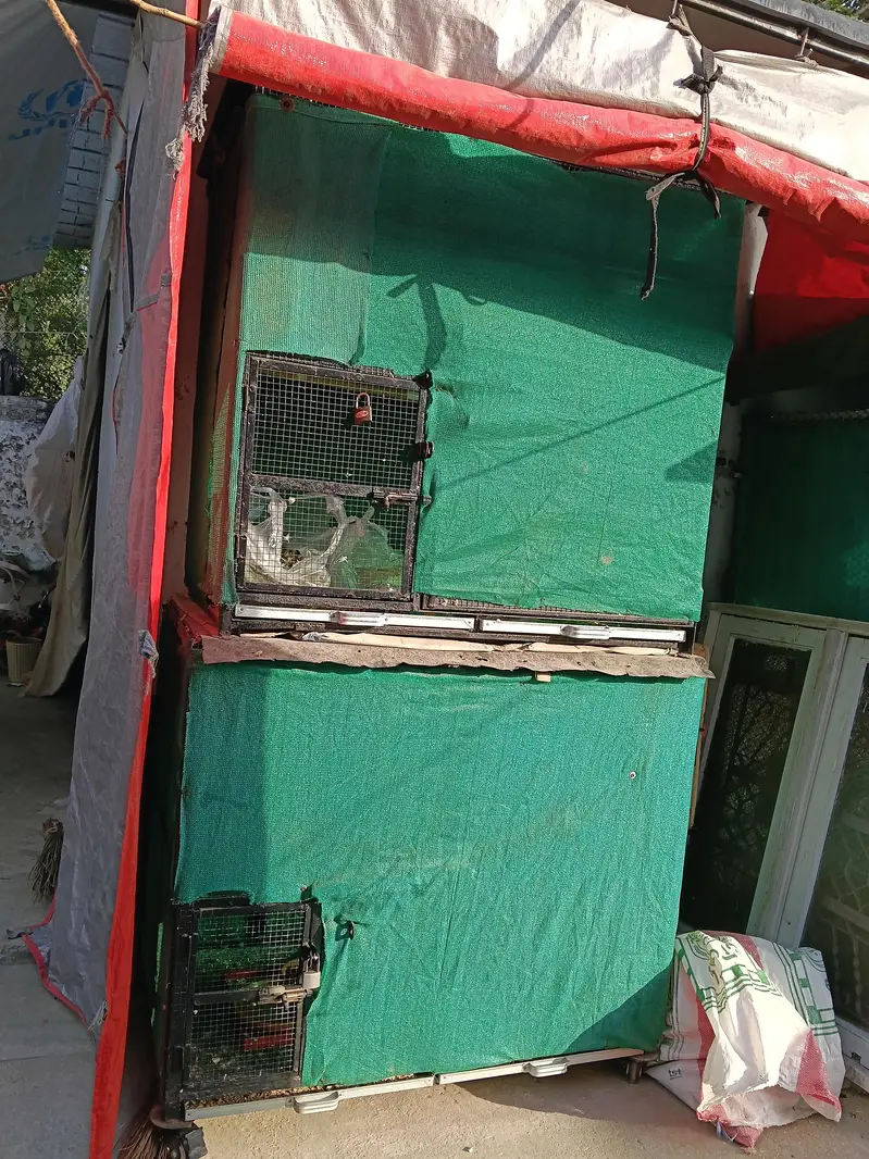 hen 3  cage available — photo 2