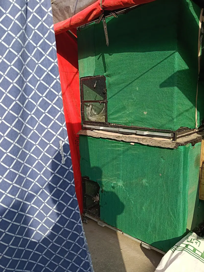 hen 3  cage available — photo 3