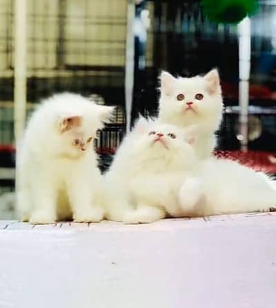 Persian cat triple kot,for sale,my WhatsApp 03493317649