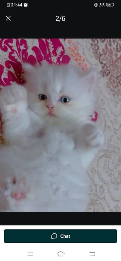 Persian cat for sale male or femaleatsApp number03313091788