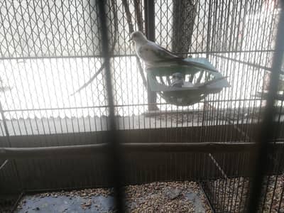 pied dove wash quality and fawn java