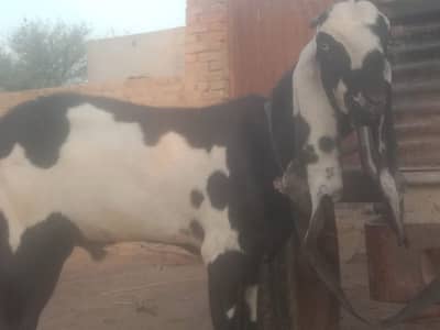 Qurbani ke liye Bakra for sale _+03298995343