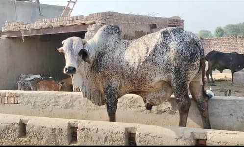 cholistan bachada