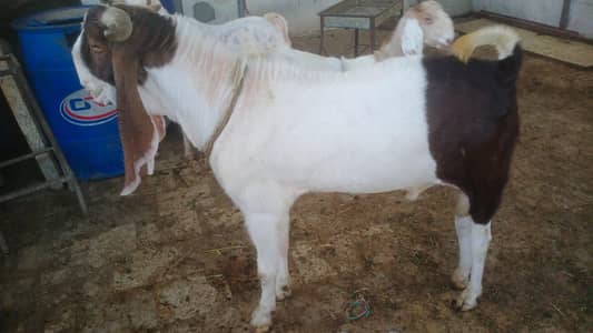 Breeder For SALE