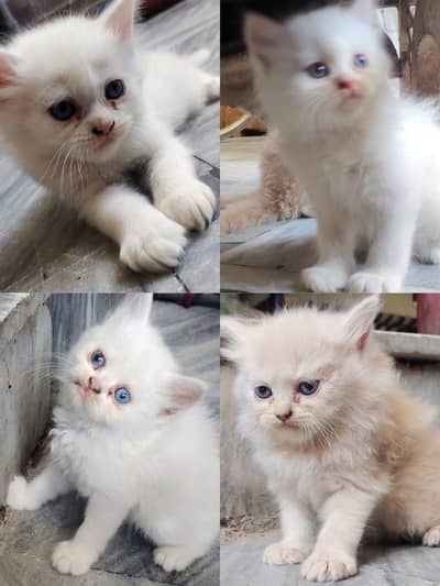 persian kittens