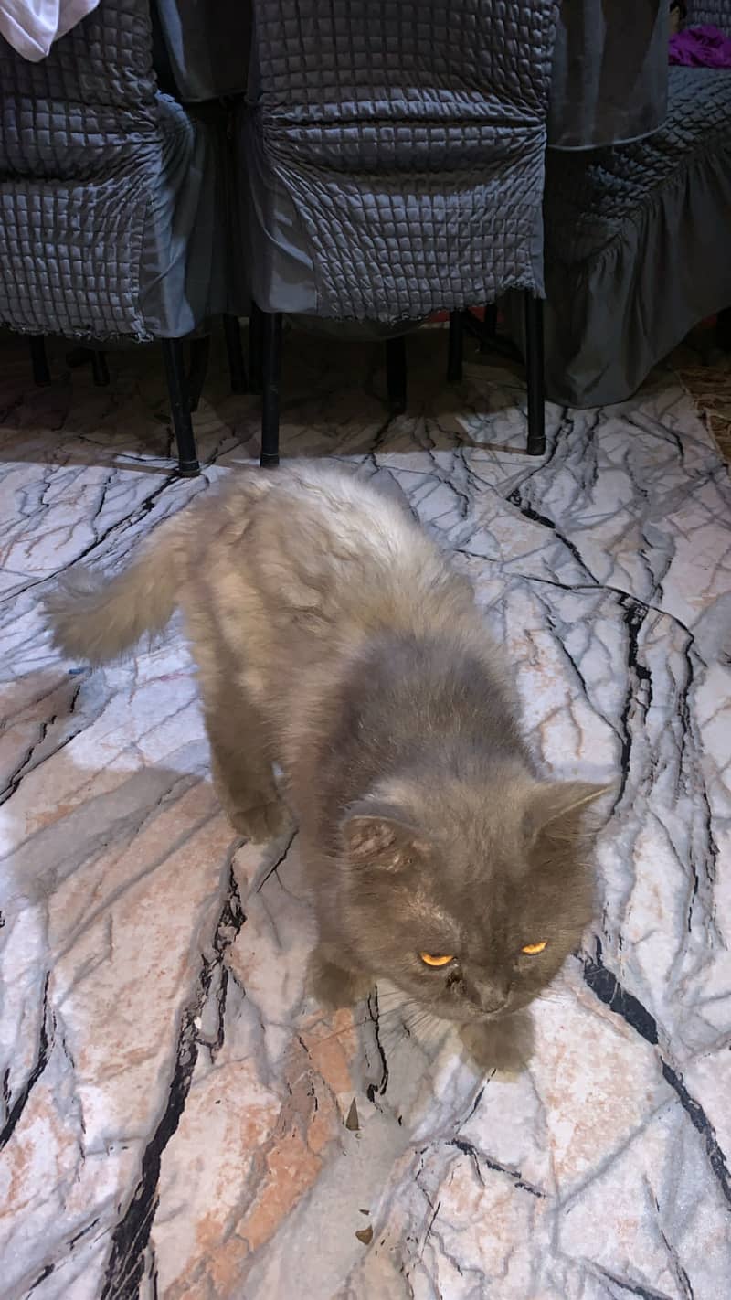 Mail cat 2