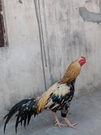 Aseel Mianwali pure murga  all Okk breeder murga