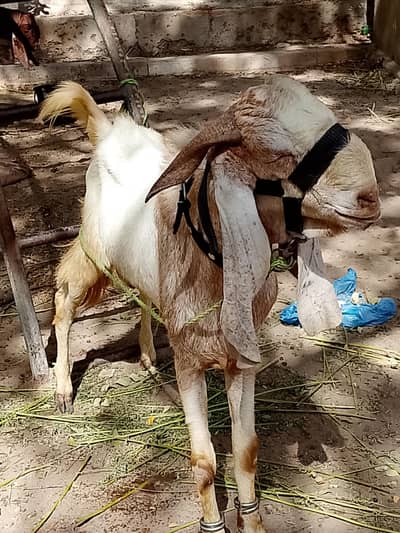 Ando Bakra for sale
