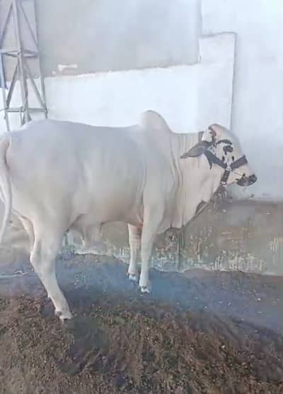 Bachra/bulls/qurbani kay janwar/wedha/wacha
