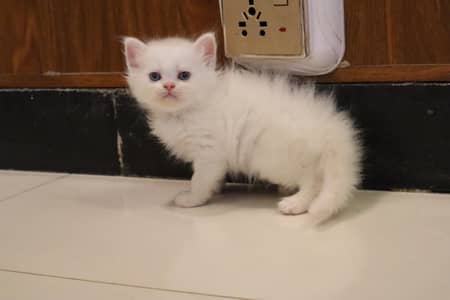 Persian kittens