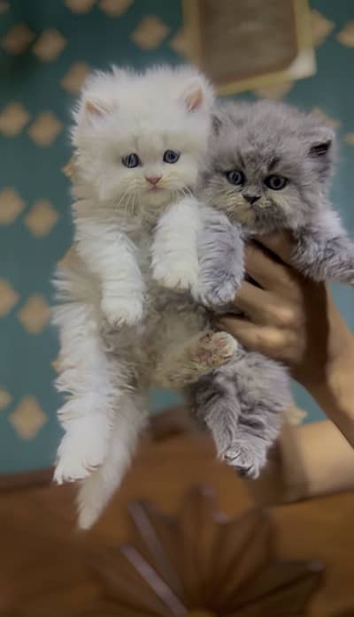 Persian Extreme Punch Kittens