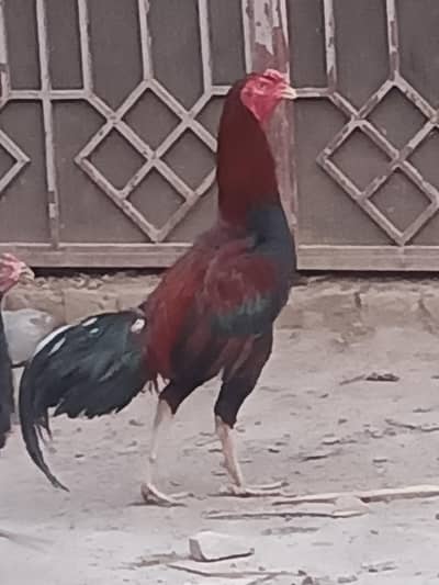 Murga For Sale Best Quality Rs 5000