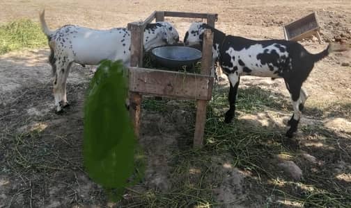 2 male for sale