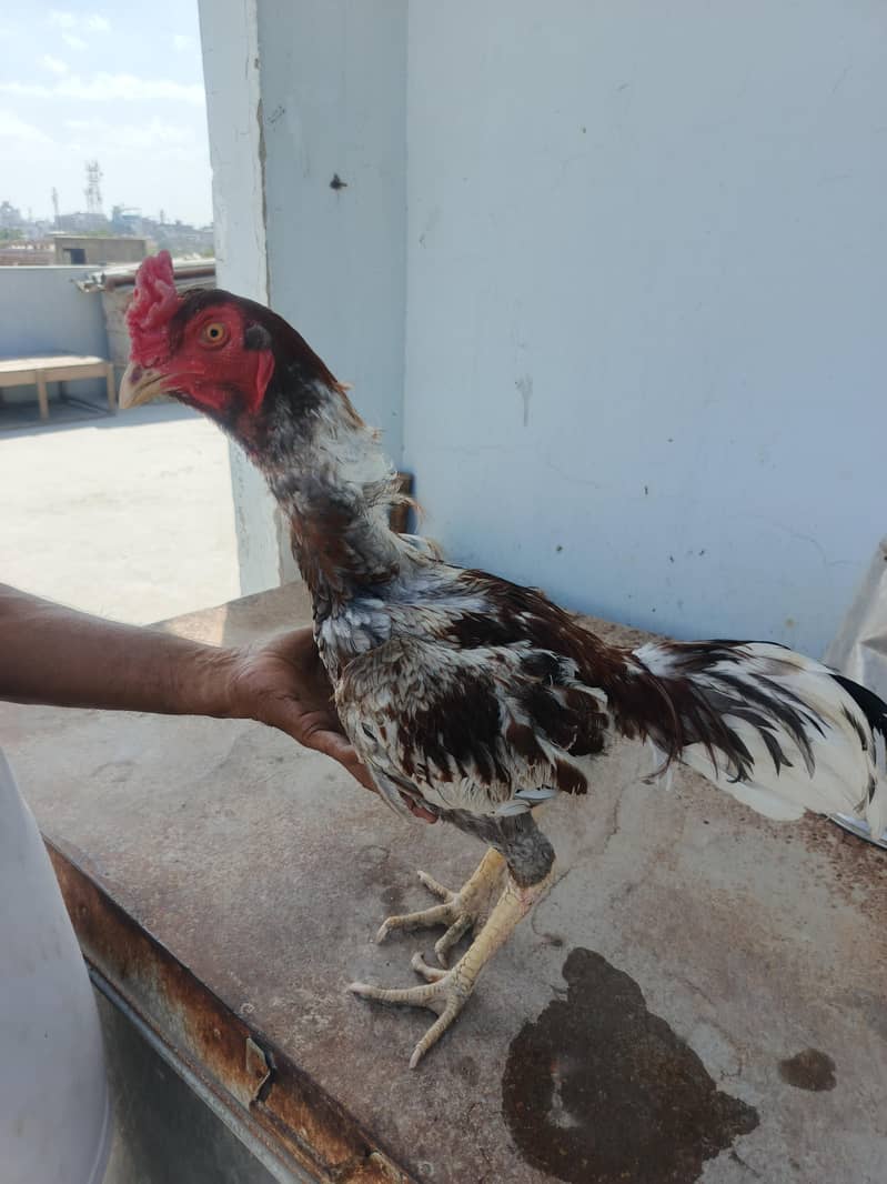 mianwali aseel java 2
