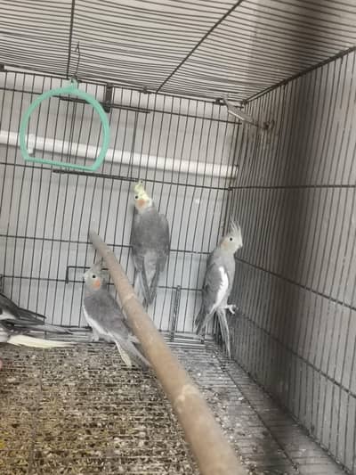 Cockatiel Parrots  Available