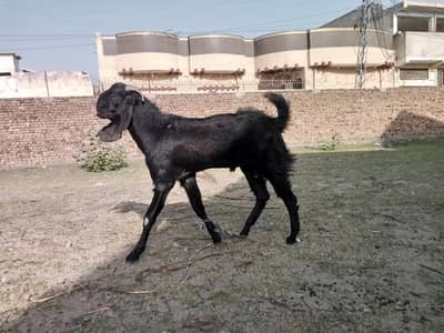 bakra