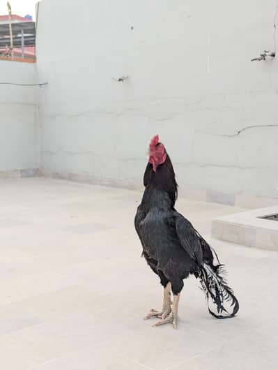 mashallah bht achi cheez hai