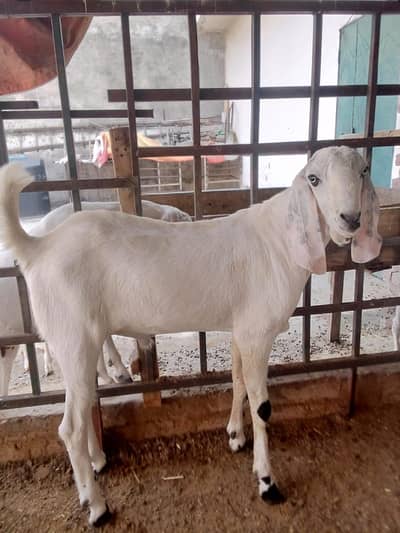 sale for bakra