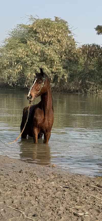 Pregnant Thoroughbred Mare infoal to rising dawn