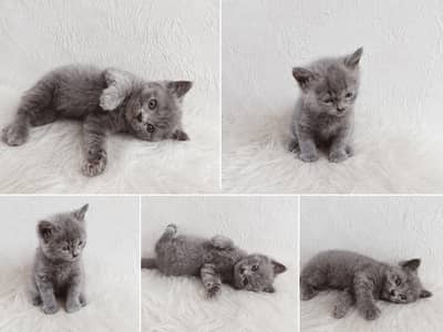 Grey beautiful cat