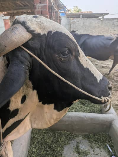 Qurbani ka Janvar (Vara)