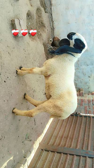 chatra for sale